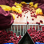 Workers with gloves, sorting frozen raspberries in a processing machine