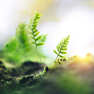Ferns growing from a tree