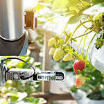 A smart farm automation robot assistant, picking strawberries. 