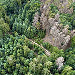 Aerial view of dead trees in Waldsterben, Germany.