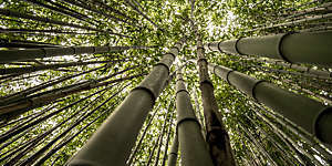 “Worm’s eye view of a bamboo forest clearly showing off the plants’ jointed stems.