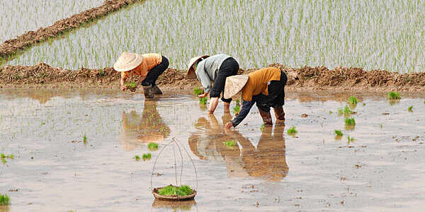 Thai women picking rice in flooded paddy field.